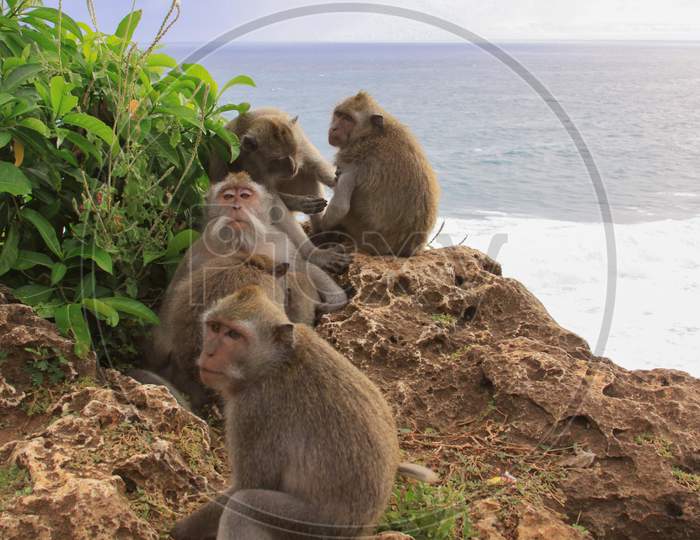 Group Of Five Macaques Grooming At Uluwatu Temple