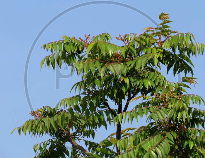 Curry leaf plant Against Blue Sky