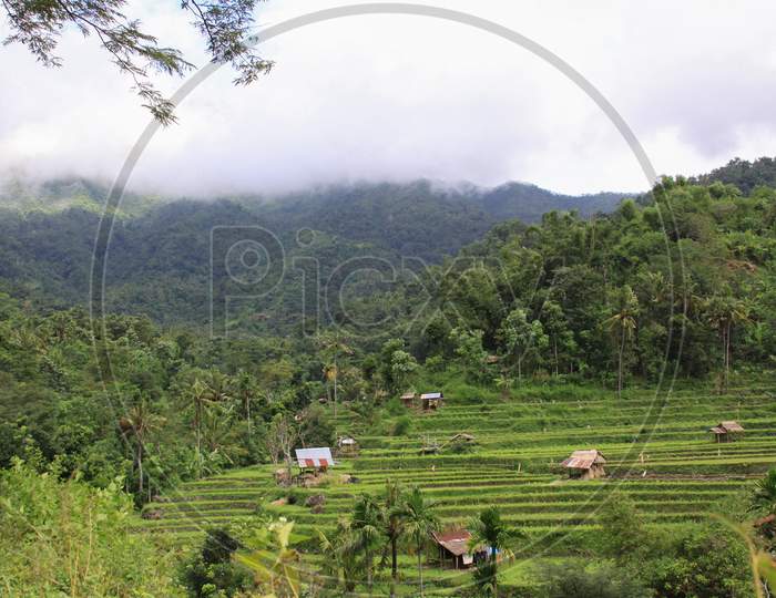 Rice Paddy With Huts And Mountain In Bali Island