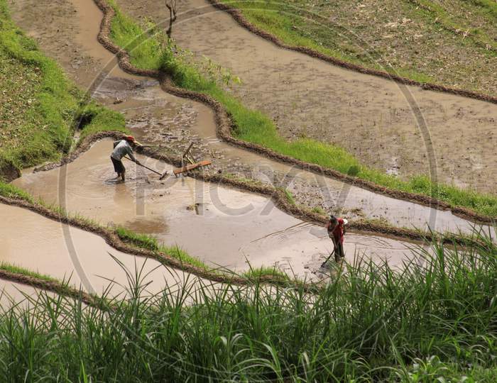 People Working In Rice Fields In Bali, Indonesia,