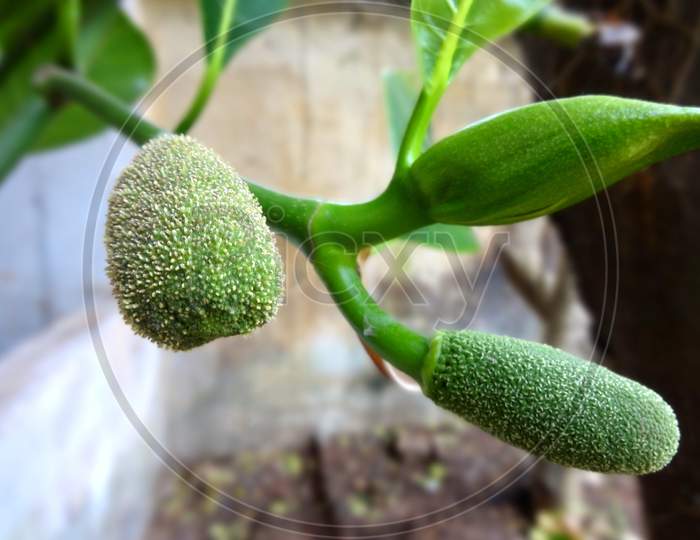 Green Small jackfruit bud closeup Photography