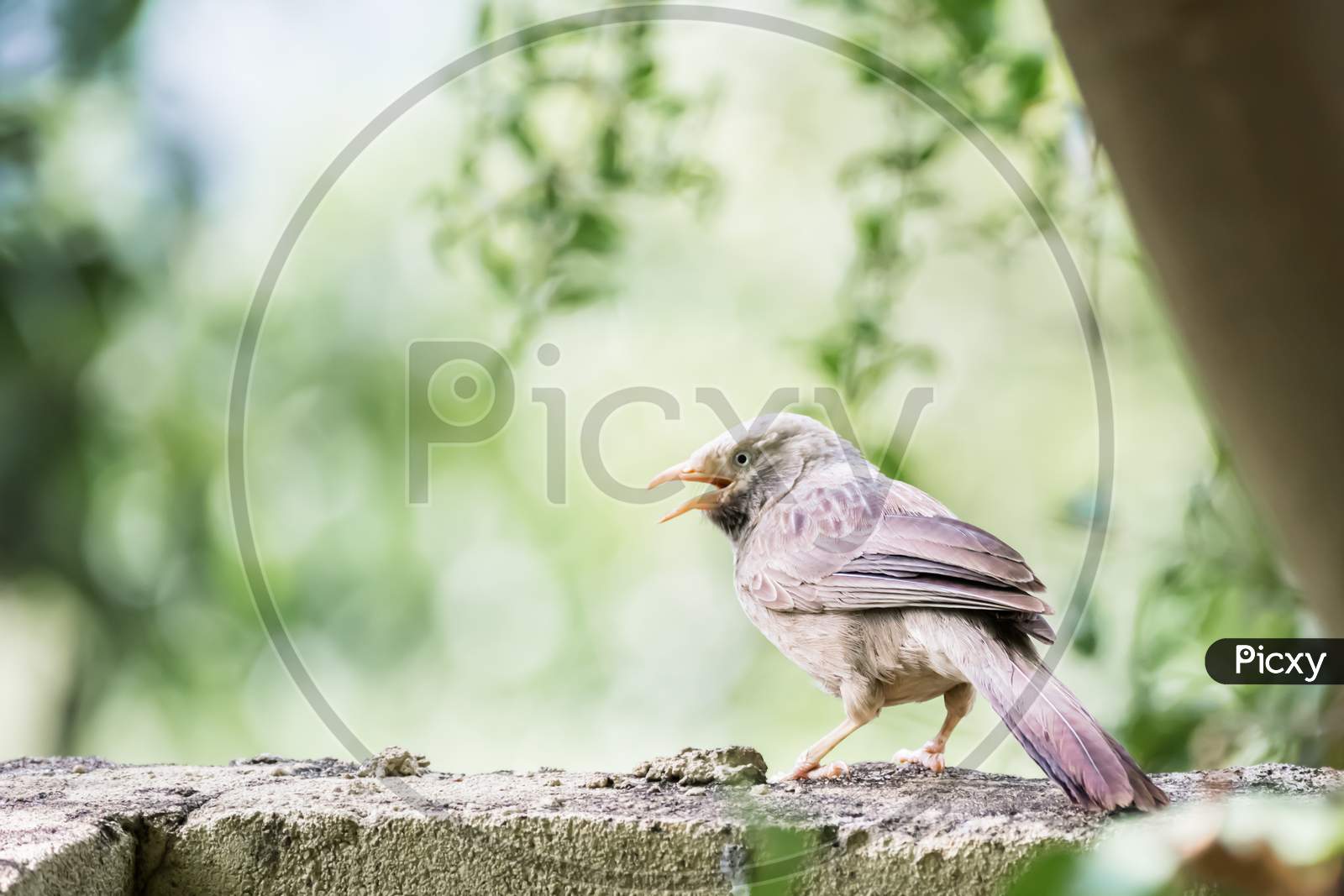 Yellow Billed Babbler (Turdoides Affinis) Captured While Perching On A Wall And Singing