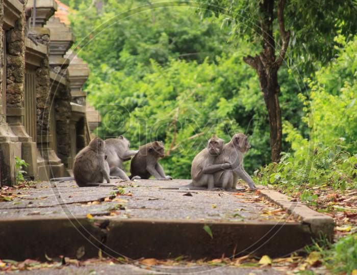 Group Of Macaque Monkeys Grooming On Uluwatu Path