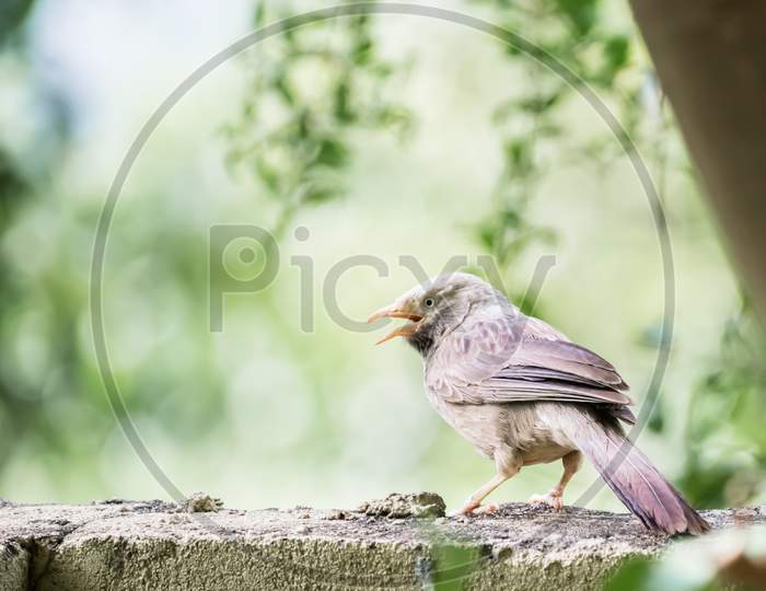 Yellow Billed Babbler (Turdoides Affinis) Captured While Perching On A Wall And Singing