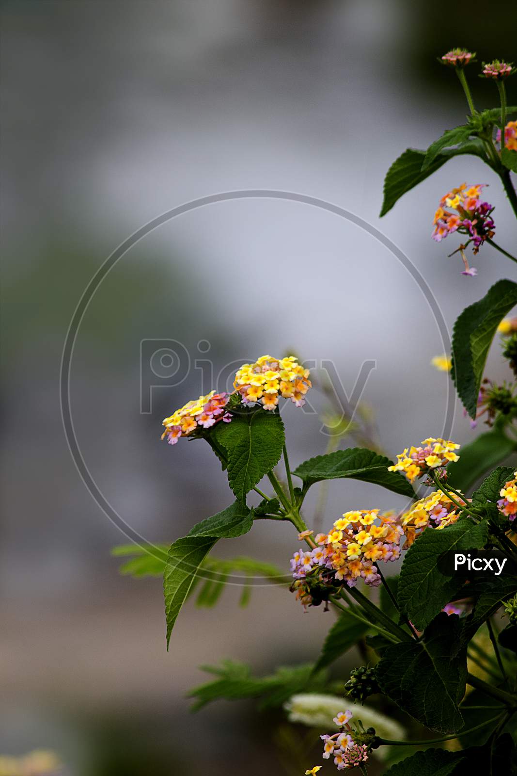 Selective focus on Yellow Flowers