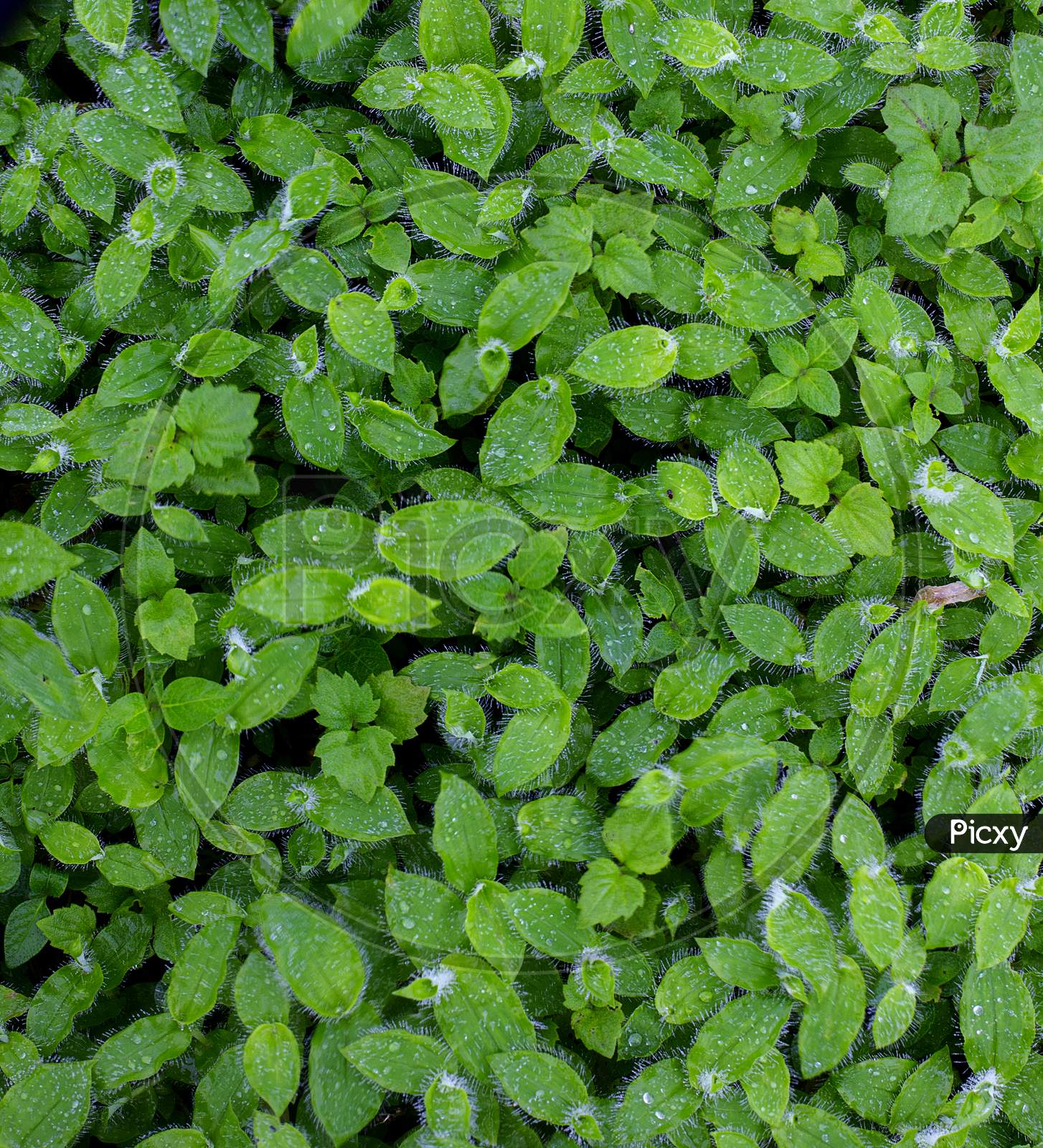 Selective focus on Green Leaves