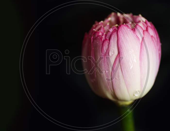 Selective Focus on Lotus Flower