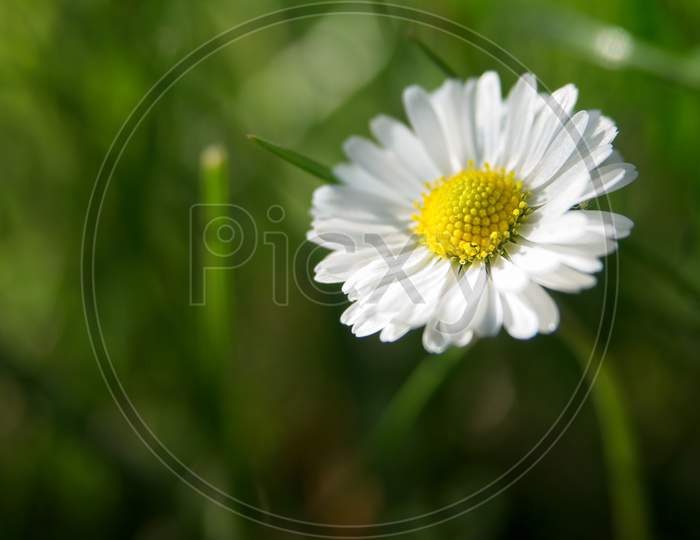 Close-up of beautiful daisy flower in the spring.