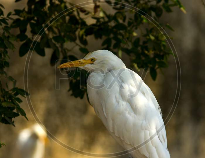 Selective Focus on cattle egret bird