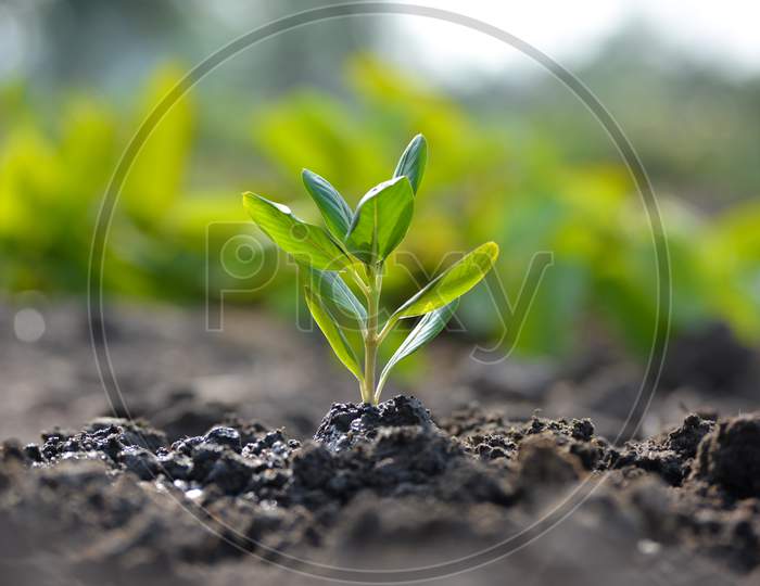 Young plant in the morning light on nature background, the concept of saving the world and reducing global warming.