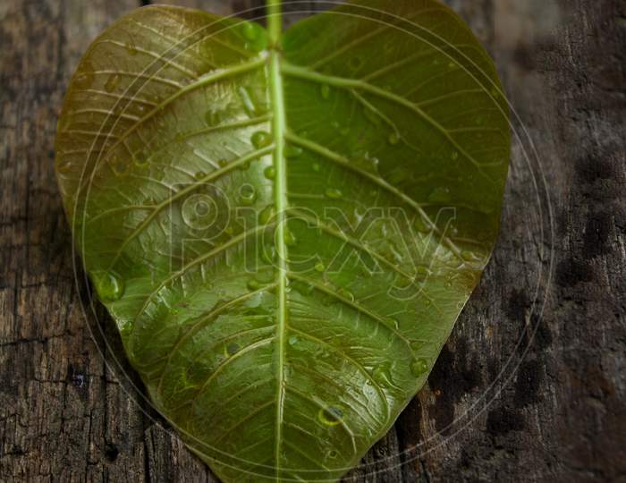 A Green Leaf on Wooden Surface