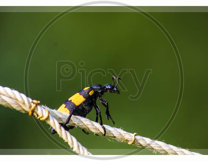 An Insect on a Rope