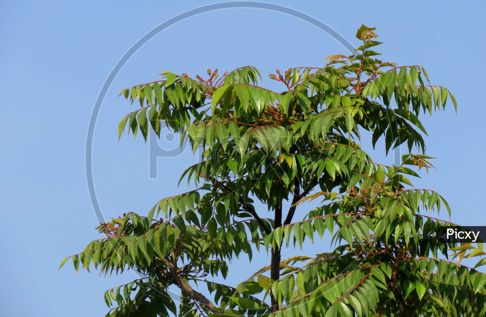 Curry leaf plant Against Blue Sky