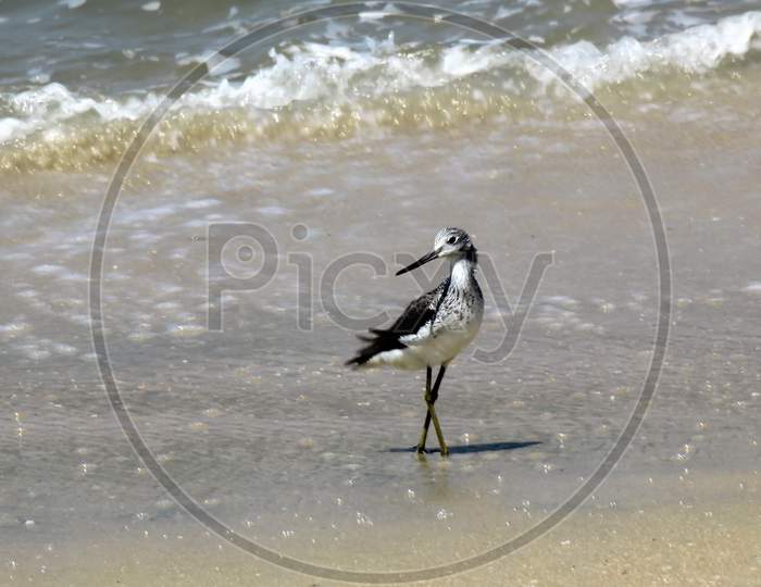 Common Greenshank Bird By The Seashore