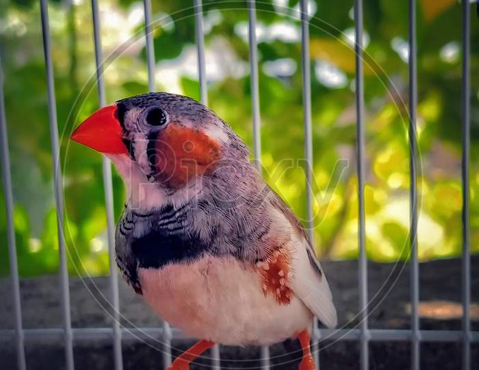 A red beak bird in the fences