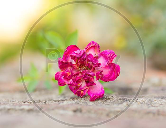 Selective Focus on a Flower