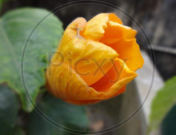 Chinese hibiscus flowering plant photography close up image