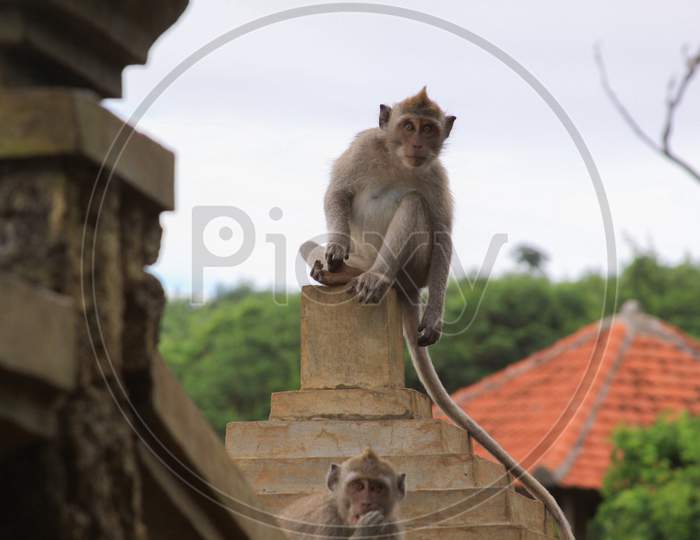 Macaques Staring In The Distance At Uluwatu Temple