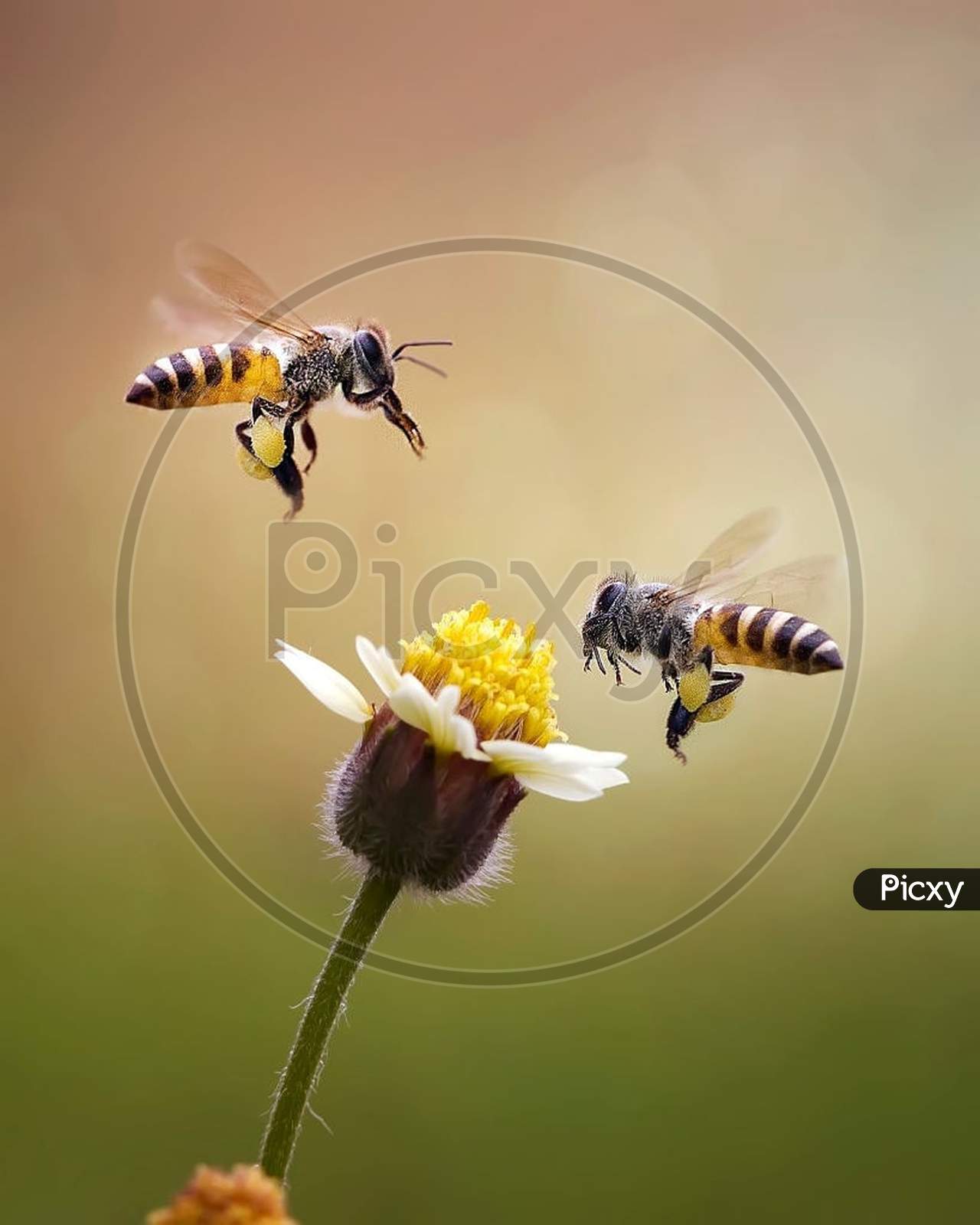 Honey bee flying on a flower