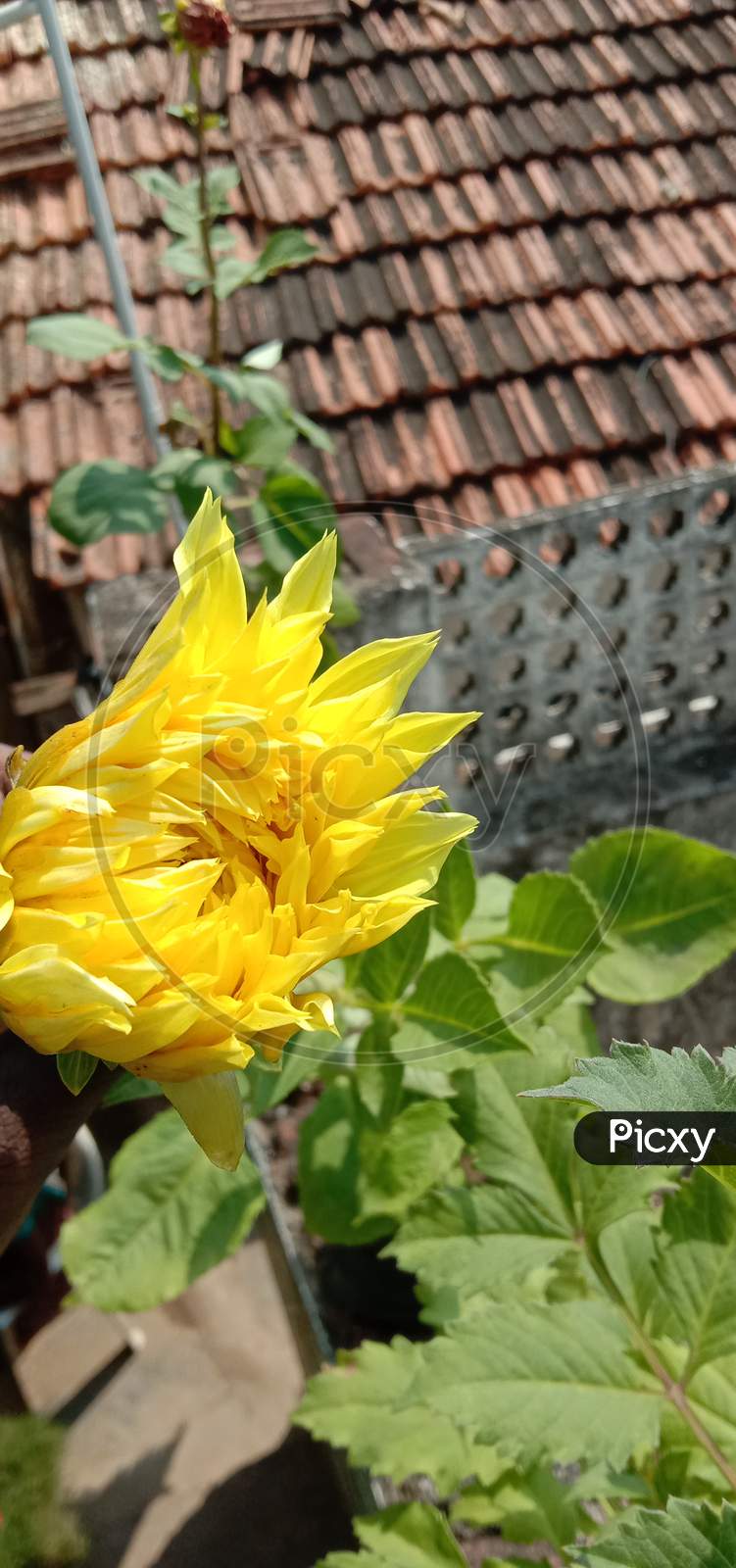 Yellow Flower in the garden