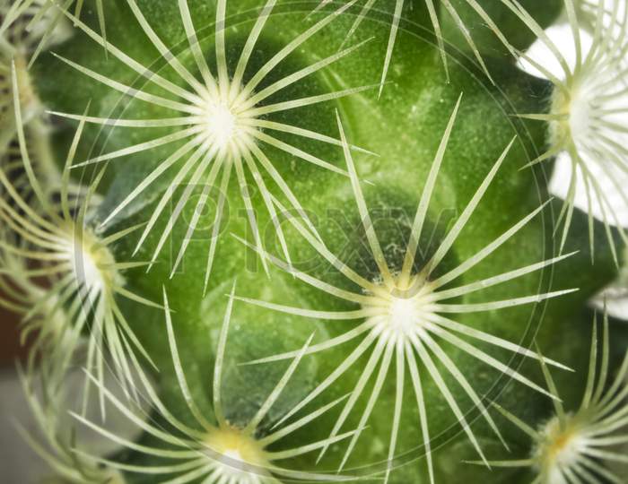 Macrophotography of a succulent plant