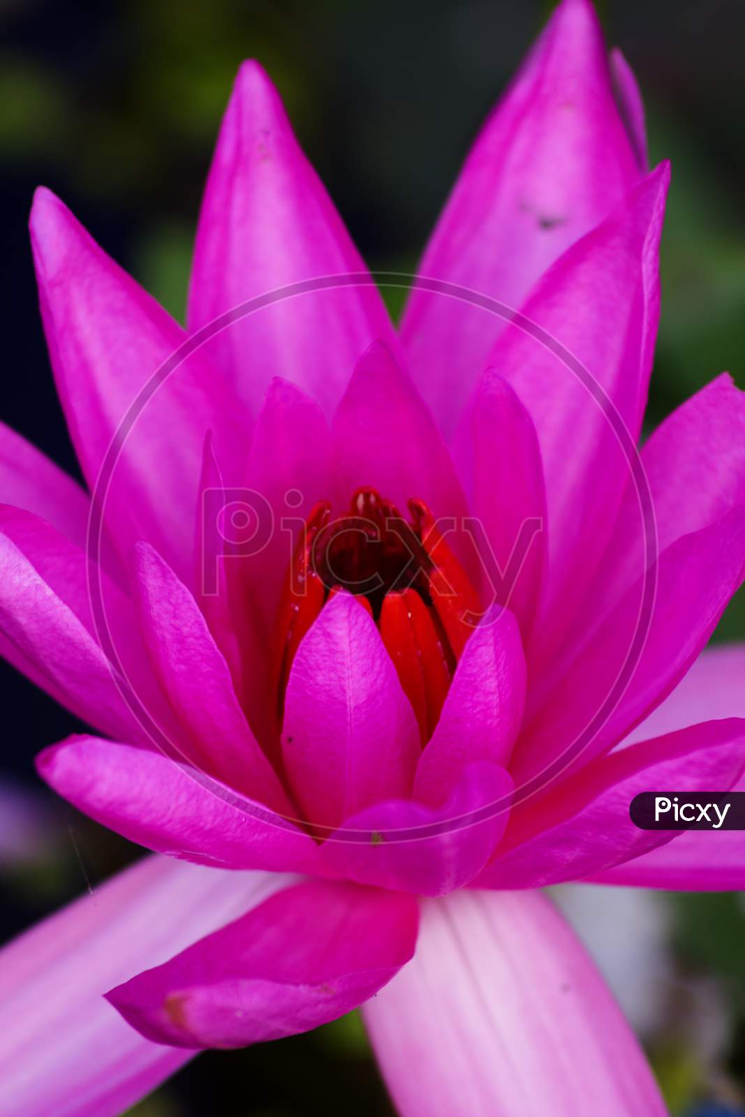 Selective Focus on Lotus Flower