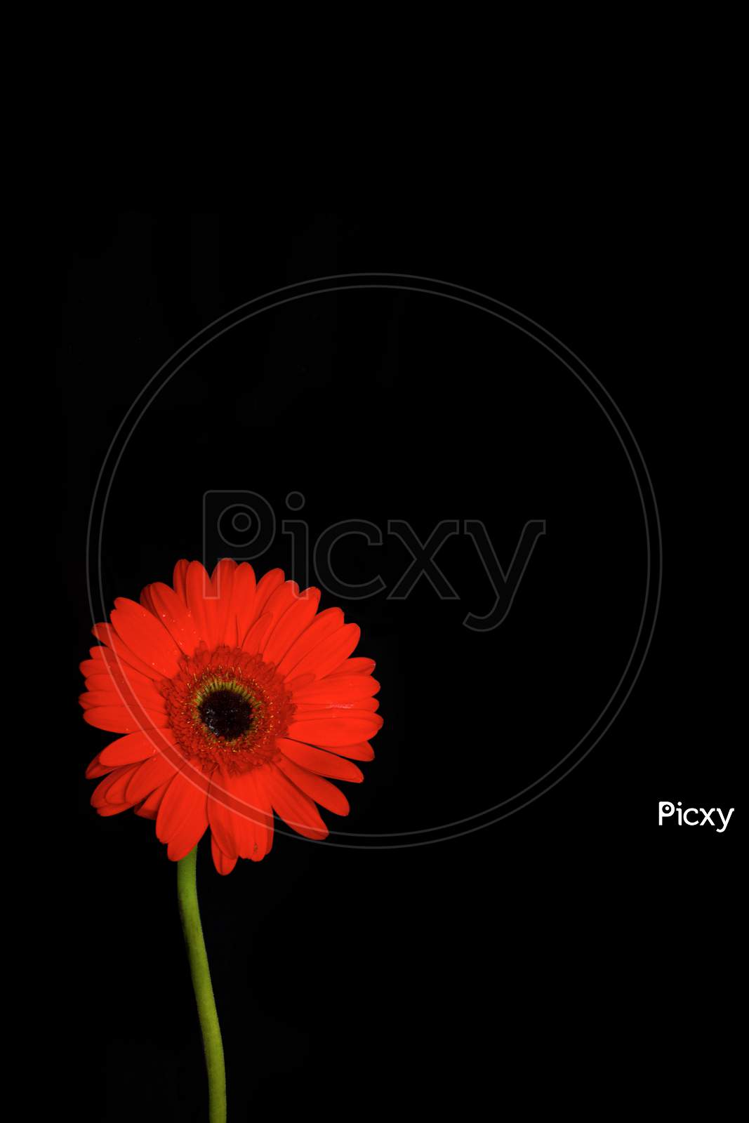 Selective Focus on Daisy Flower
