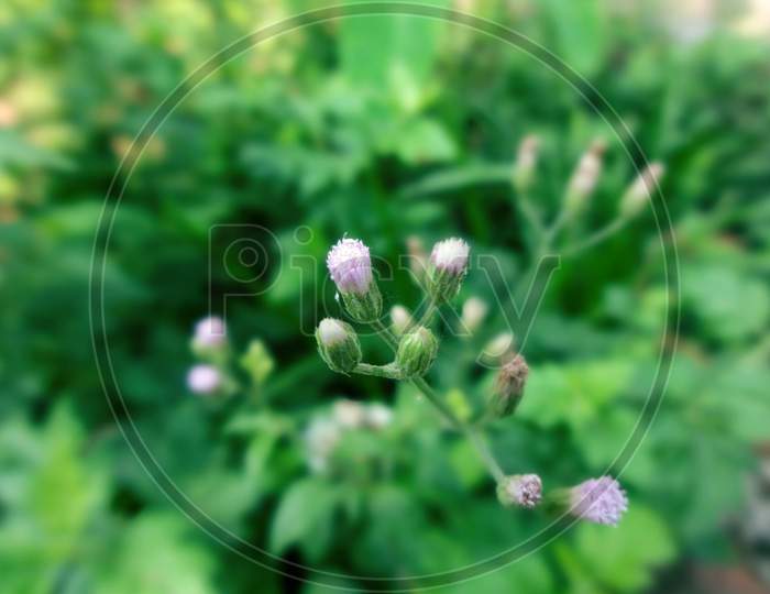 Beautiful closeup small wildflower macro photography
