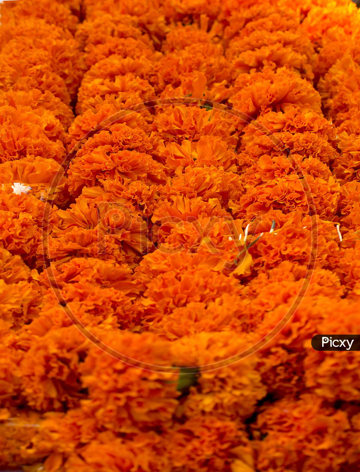 Selective focus on Marigold Flowers