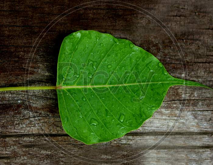 A Green Leaf on Wooden Surface