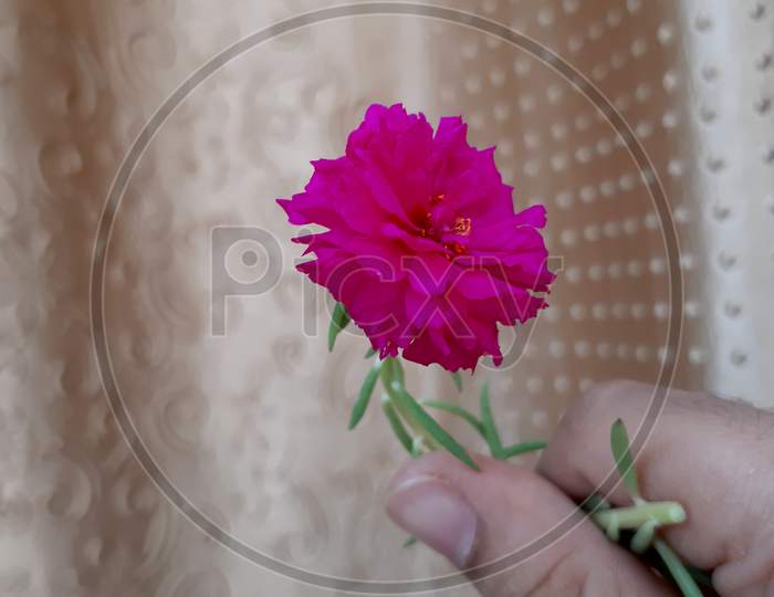 Beautifull pink flower in men hand