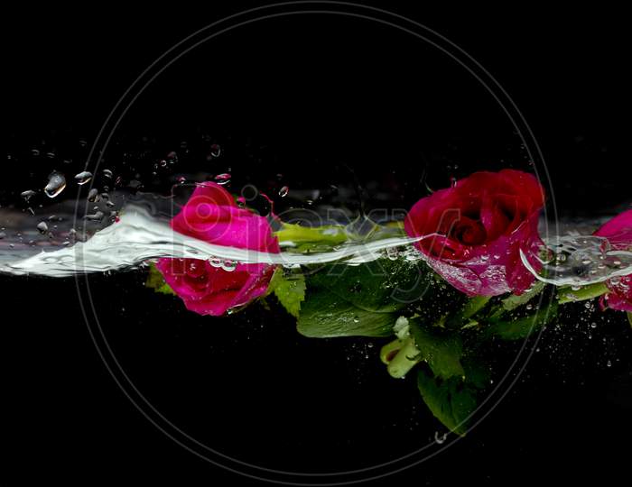 Rose Flowers in Water