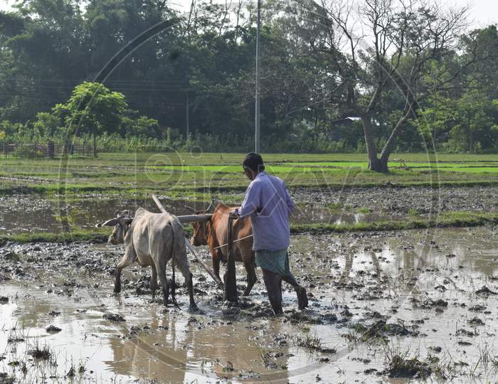a farmer is ploughing his field with bullocks