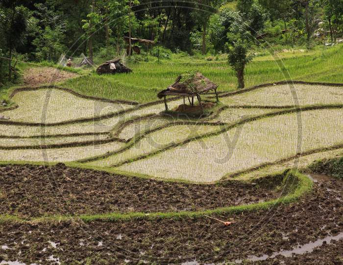 Bali Rice Field Terraces With Hut On Paddy