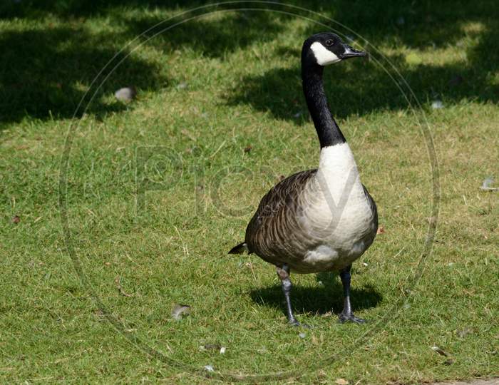 Canadian Goose Waddling