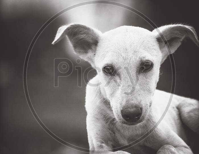 Cute puppy dog with beautiful looks in black and white