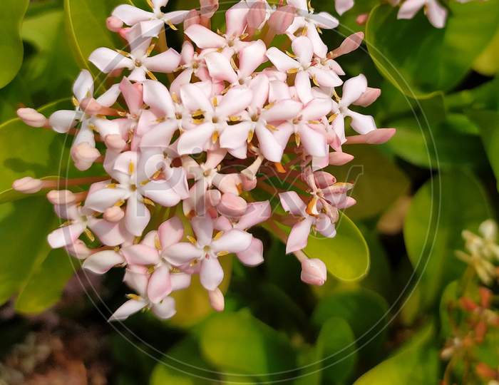 West Indian jasmine flowers