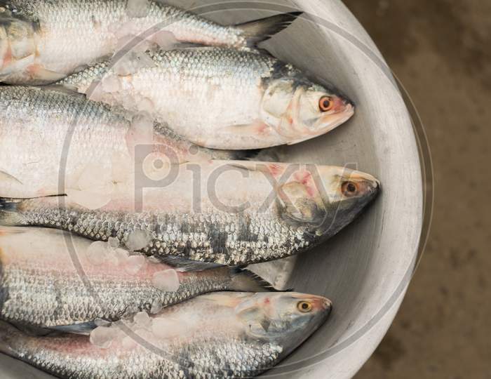 Medium Size Hilsa Fish Displayed On A Silver Color Dish For Sell In Rode Side Fish Market