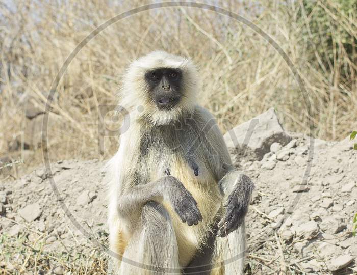 Gray Langur in a Forest