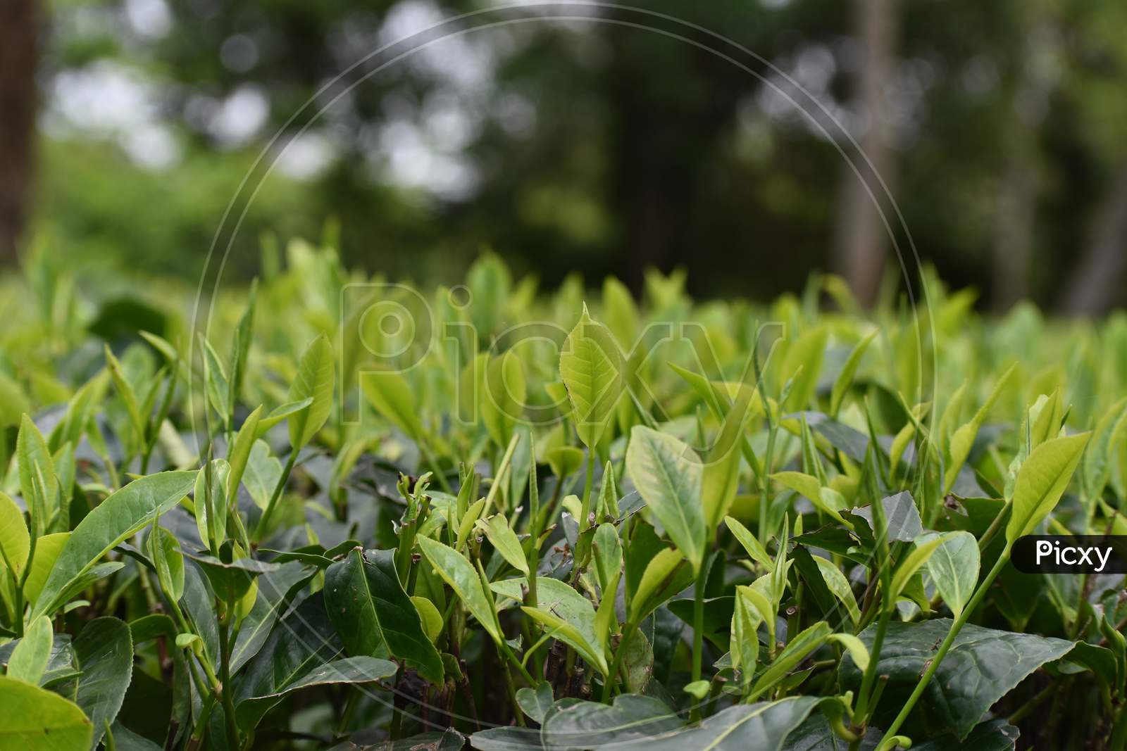 tea leaves of Assam tea