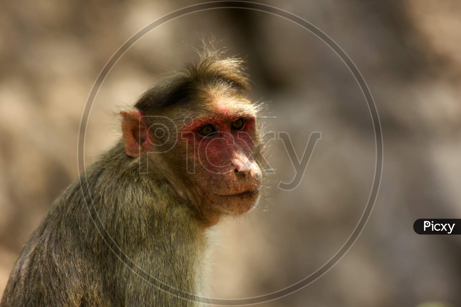 A Monkey with Blur Background