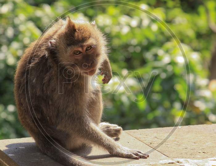 Macaque Stare And Pose At Ubud Monkey Forest