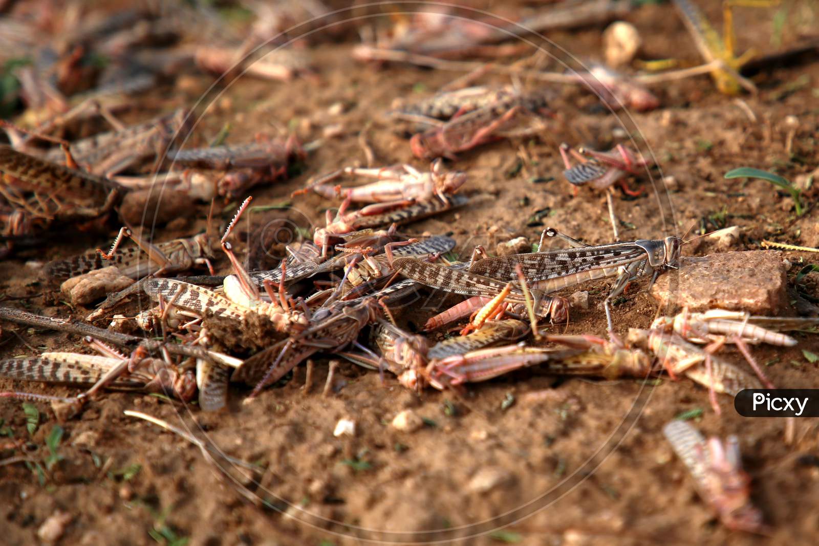 Dead Locusts Pictured At A Farm After Pesticide Spraying By Rajasthan Agriculture Department Team On Locust Swarms In Outskirts Village Of Ajmer, Rajasthan, India On 10 June 2020.