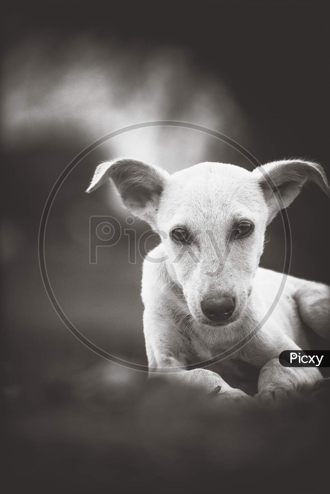 Cute puppy dog with beautiful looks in black and white