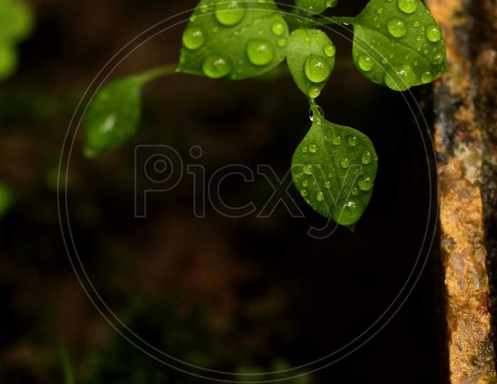 Selective on water drops on leaves