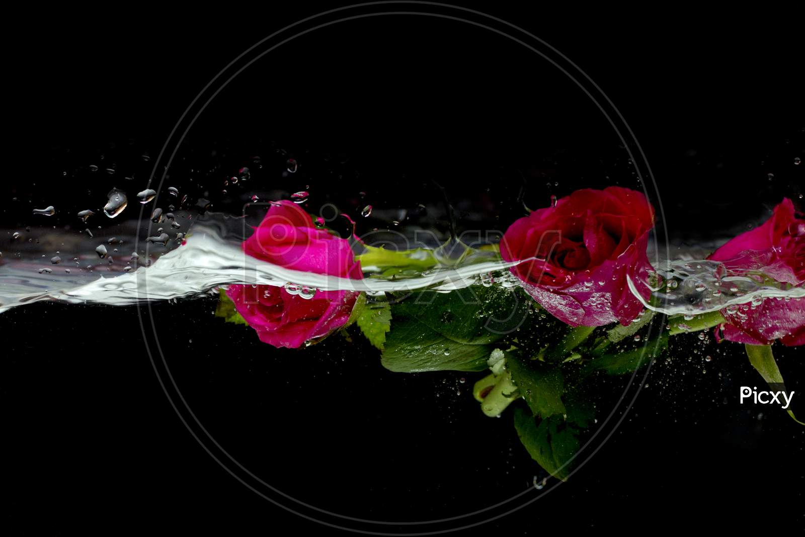 Rose Flowers in Water