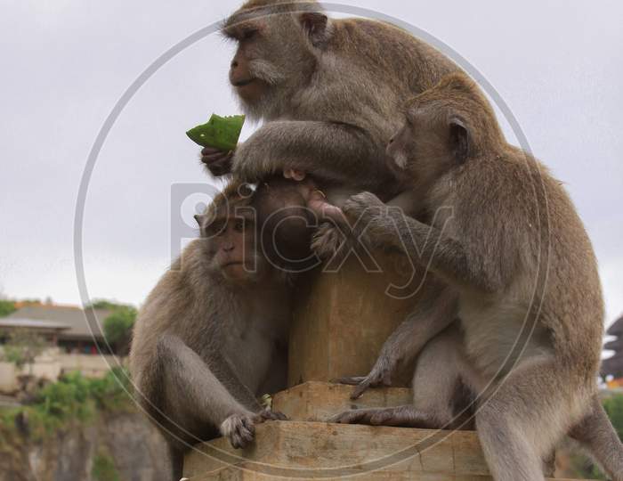 Three Macaques Monkeys At Uluwatu Temple, Bali
