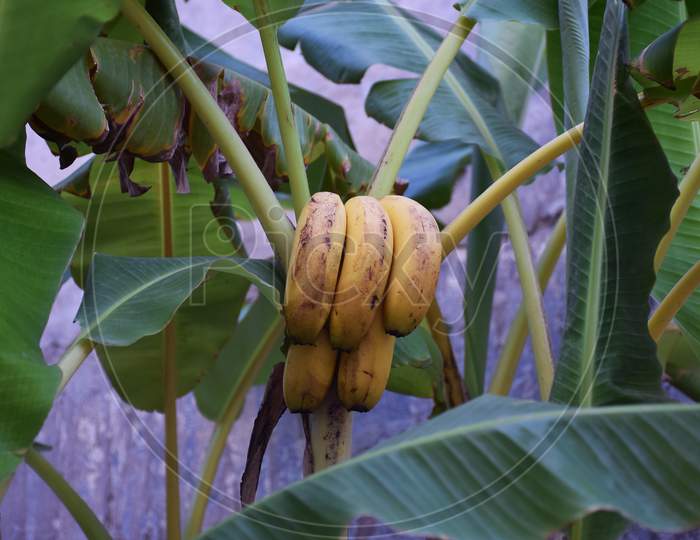 Bunch of Banana on Banana tree or plant