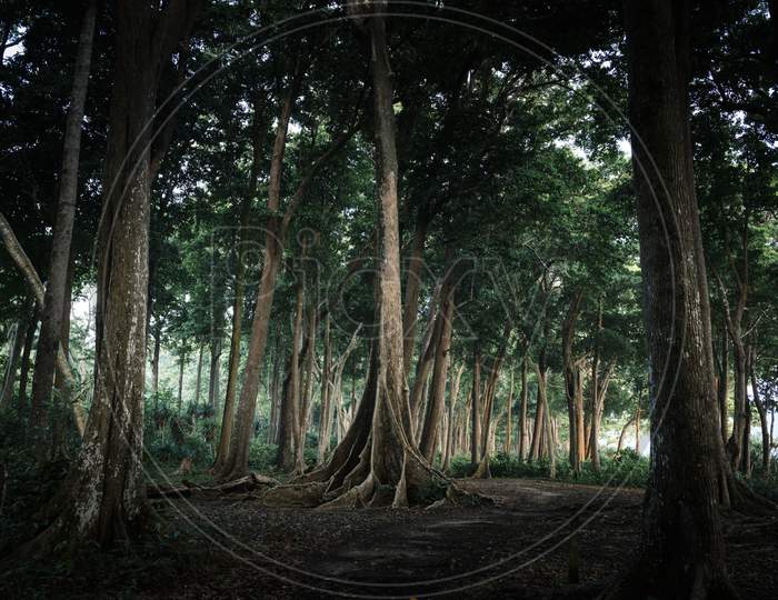 Mysterious forest in Andamans