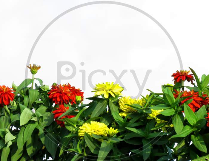 Colorful Zinnia flowers against white background,flowers Landscape.